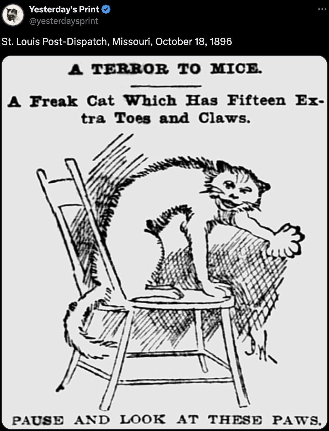 cartoon - Yesterday's Print St. Louis PostDispatch, Missouri, A Terror To Mice. A Freak Cat Which Has Fifteen Ex tra Toes and Claws. Pause And Look At These Paws.